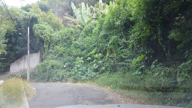 Moradores pedem limpeza e capina na Rua Doutor Ávila