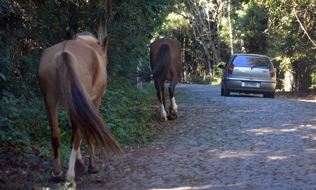 Animais transitavam próximo a veículos que seguiam para o ponto turístico (Marcelo Ribeiro/10-06-16)