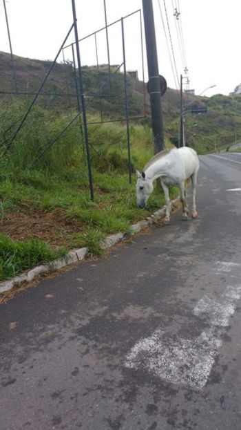 Animal foi flagrado entre os bairros Poço Rico, Bom Pastor e Granbery (Nathália Carvalho)