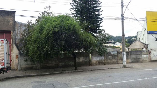 Duas árvores trazem problemas para pedestres no entorno da Praça da República (Dudu Mazzei)