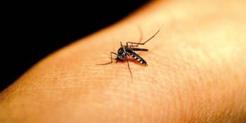 Resultados sugerem que mosquito está diretamente envolvido na severidade da doença