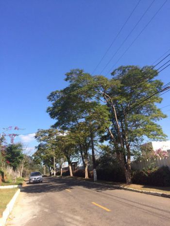 Galhos atingem fiação na Rua Maceió