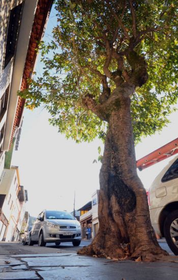 tronco com aspecto de podre e observado na rua monsenhor gustavo freire