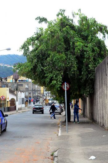 Problema de galhos próximos à fiação em toda a Rua Pinto de Moura (Olavo Prazeres/05-08-16)