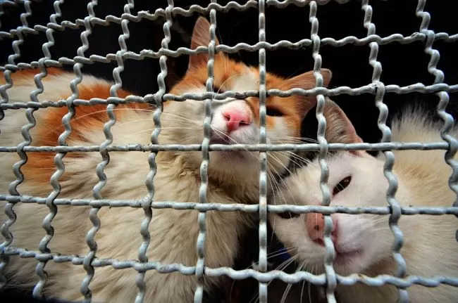 Gatil ainda não está oficialmente funcionando, mas já abriga 20 gatos abandonados nas imediações do canil (Fotos OLAVO PRAZERES/23-08-16)