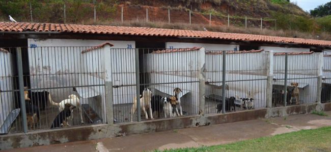 Parte das novas baias construídas foi destinada aos cães filhotes