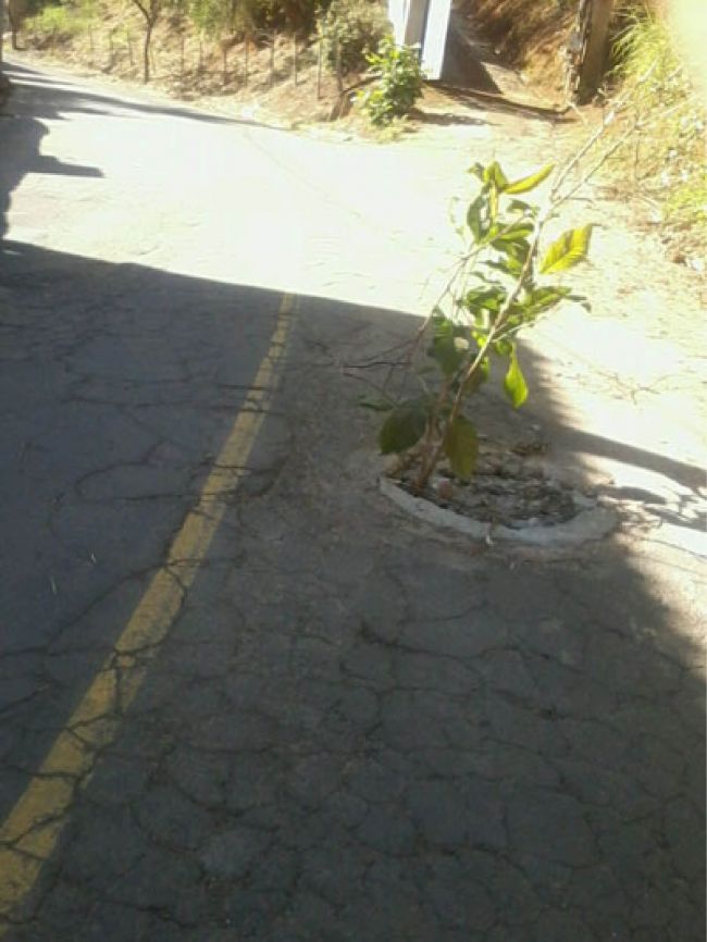 Galhos sinalizam bueiro na Rua Aristóteles Evaristo do Nascimento