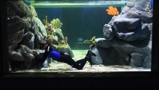 O fundo do mar mais perto de você 3 aquaRio Alexandre Macieira 1