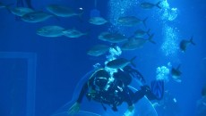 O fundo do mar mais perto de você 2 aquaRio Alexandre Macieira 3