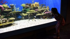 O fundo do mar mais perto de você 5 aquaRio Alexandre Macieira 4