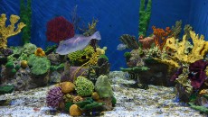 O fundo do mar mais perto de você 8 aquaRio Alexandre Macieira 7