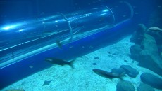 O fundo do mar mais perto de você 4 aquaRio Alexandre Macieira 8