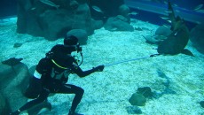 O fundo do mar mais perto de você 9 aquaRio Alexandre Macieira 9