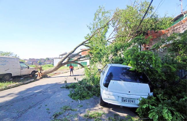 EM 28 de dezembro, árvore caiu sobre fios de alta tensão na Vila Ideal, e moradores ficaram mais de 20 horas sem energia (leonardo costa)