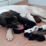 cachorrodestaque