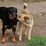 cães de rua