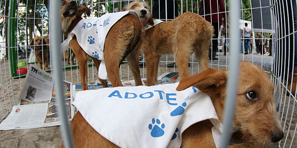 Evento de adoção de cães acontece neste sábado no Parque Halfeld 1 feira adoção 21