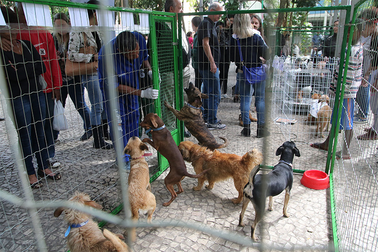 feira de adoção capa