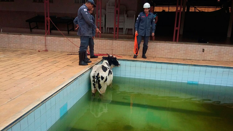 (Foto: Divulgação/ Corpo de Bombeiros)