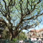 arvore marcelo igreja s sebastiao 1