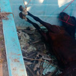 cavalo capa 2
