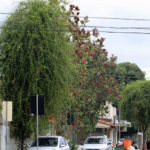 erva felipe couri