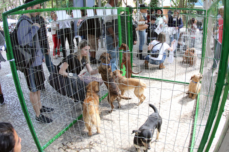 feira adoção 2 priamo