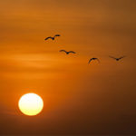 sol editada