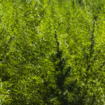 MACONHAASS1 1