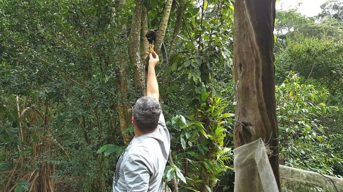 Alimentando macacos