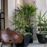 conjunto de plantas