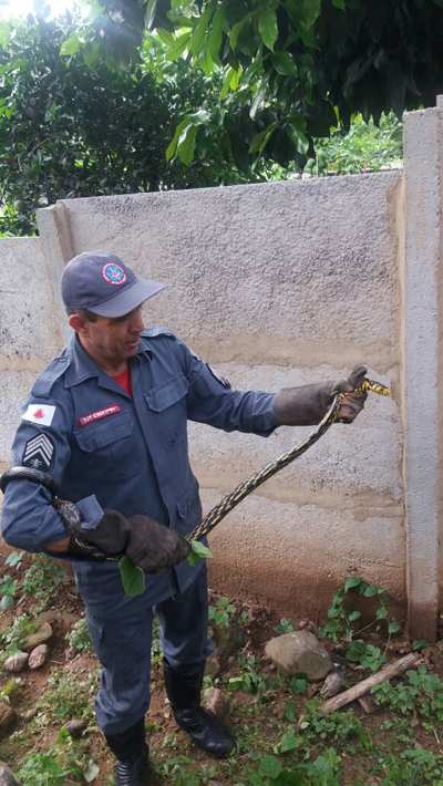 cobra bombeiros