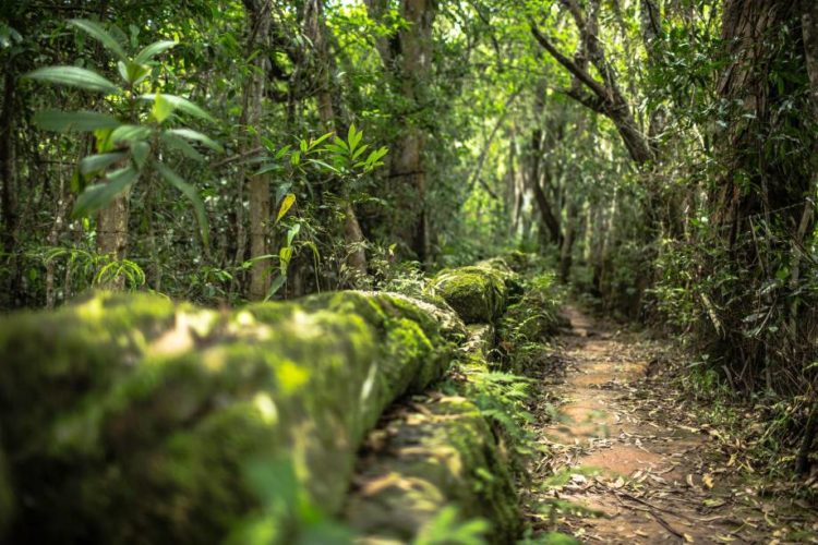 trilha-do-bosque-mae-d-agua-em-tiradentes-mg