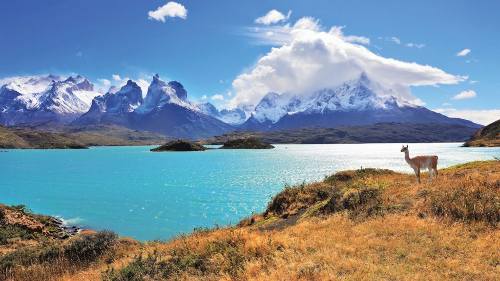 Guanaco in Torres del Paine National Park Chile 1600x900