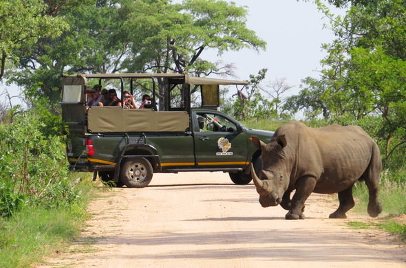 kruger park express safari