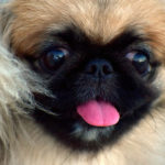 pekingese 2719538 960 720