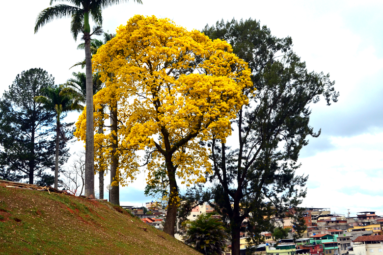 Primavera deve ter chuvas e temperaturas dentro das médias históricas 1 ipêsinternaolavo
