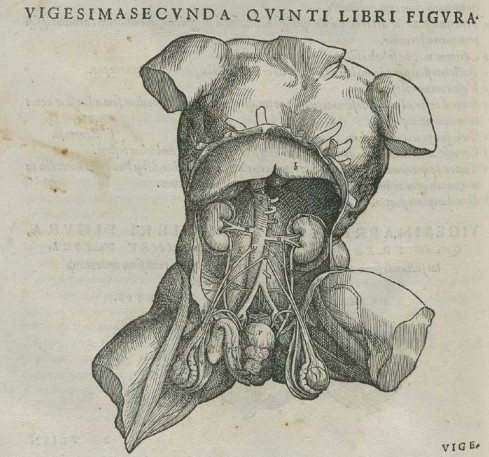 vesalius sistema gênito urinário e1427751544809