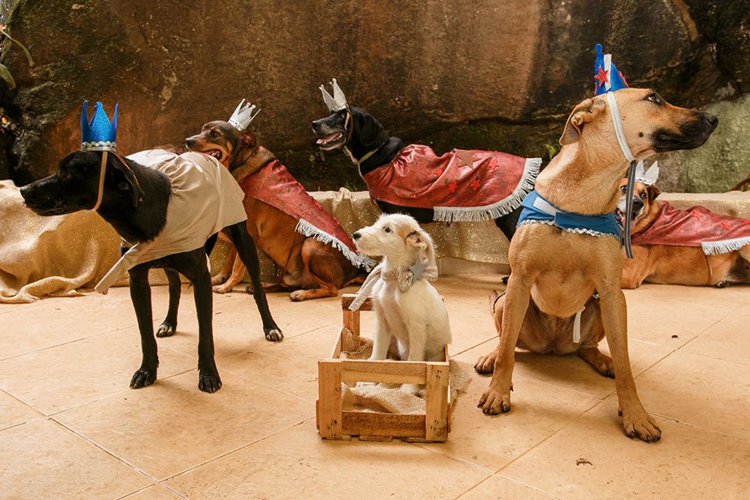 Campanha promove adoção com presépio de animais 1 presepio1