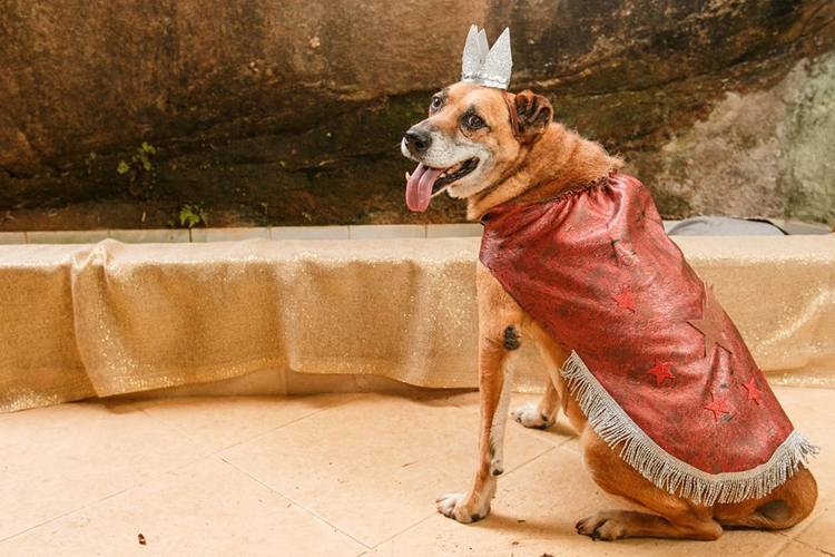 Campanha promove adoção com presépio de animais 2 presepio2