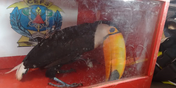 tucano destacada divulgação bombeiros