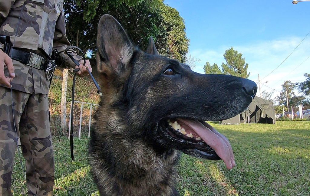 Cão Ayron se destaca em operações policiais em JF 2 ayron marcelo