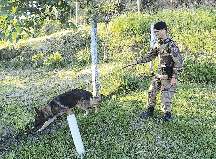 cão21