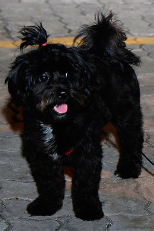 cadela preta