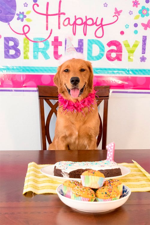 aniversário