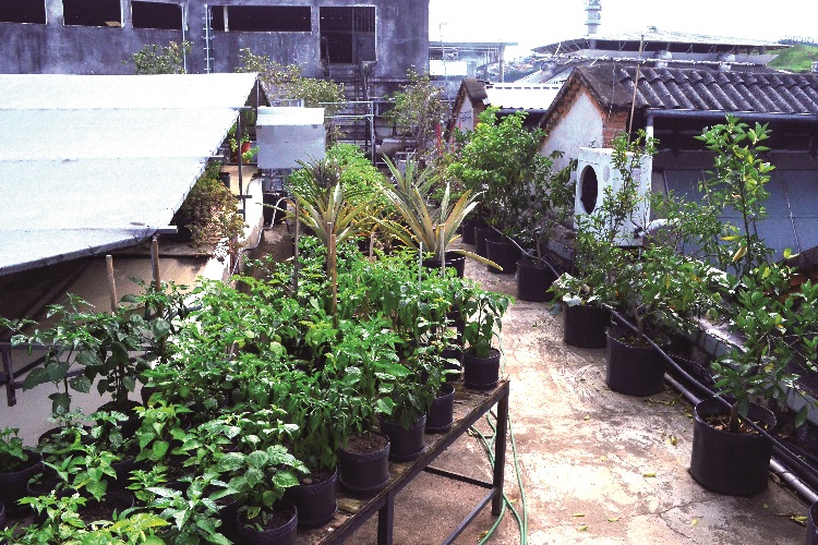horta 1