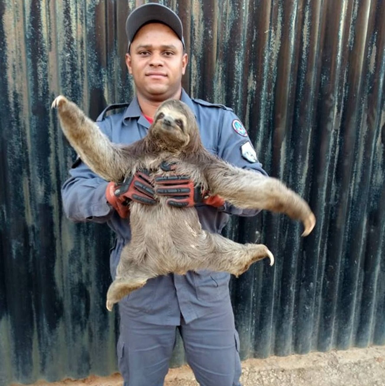 bicho preguiça foto Bombeiro