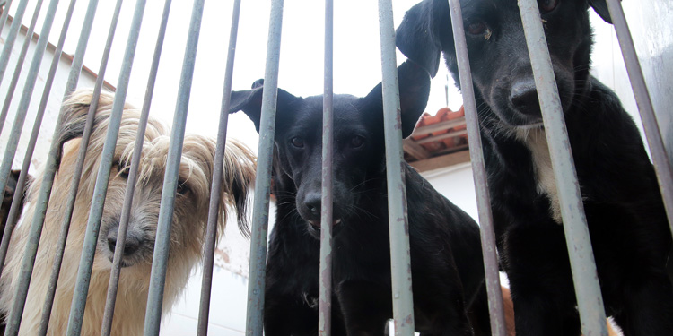 cães adoção fernando priamo