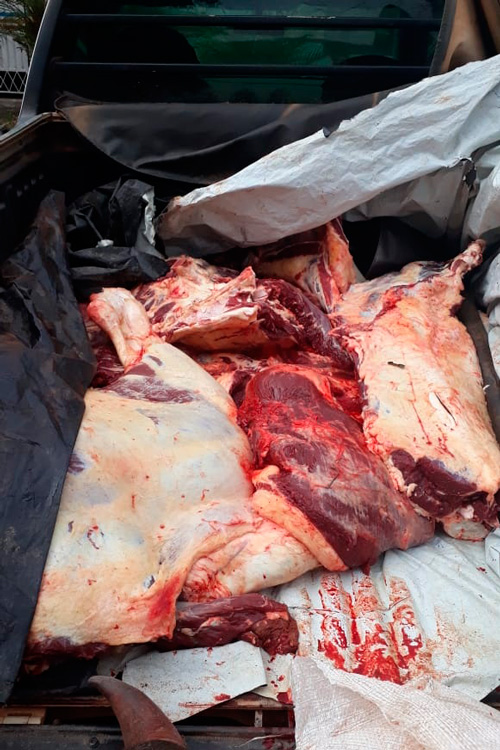 PM desmantela abatedouro clandestino em Pequeri 1 abatedouro clandestino pm