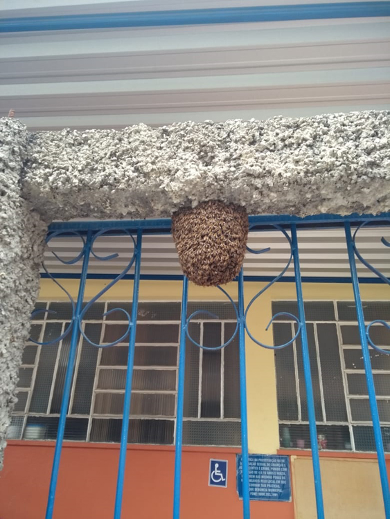 Corpo de Bombeiros retira abelhas de escola no Eldorado 1 abelha na escola by bombeiro
